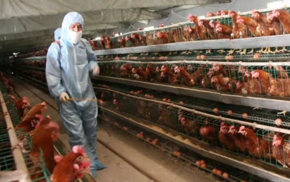 Птичият грип отново настъпва в Европа Франция повиши нивото на